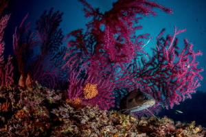Fish & Fans by Marco Gargiulo 